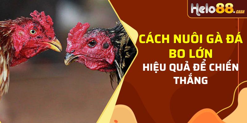 cách nuôi gà đá bo lớn