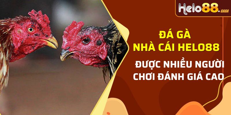 Đá gà nhà cái Helo88 được nhiều người chơi đánh giá cao