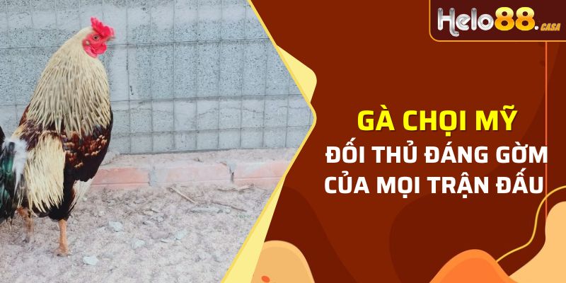 Gà chọi Mỹ - Đối thủ đáng gờm của mọi trận đấu