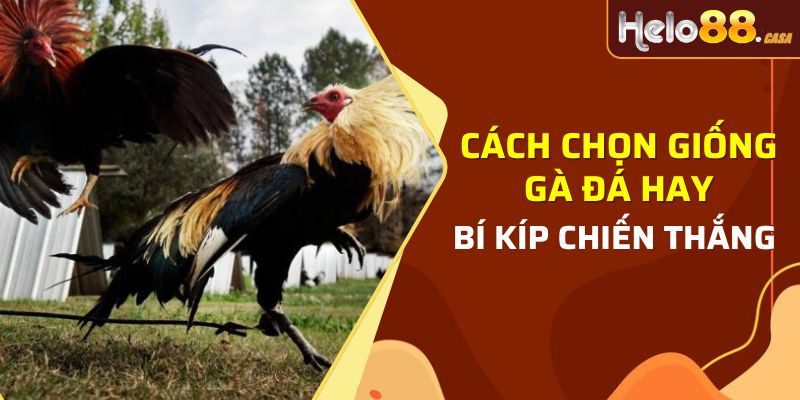 giống gà đá hay