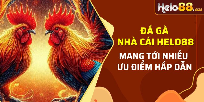 Ưu điểm nổi bật tại sảnh đá gà của Helo88